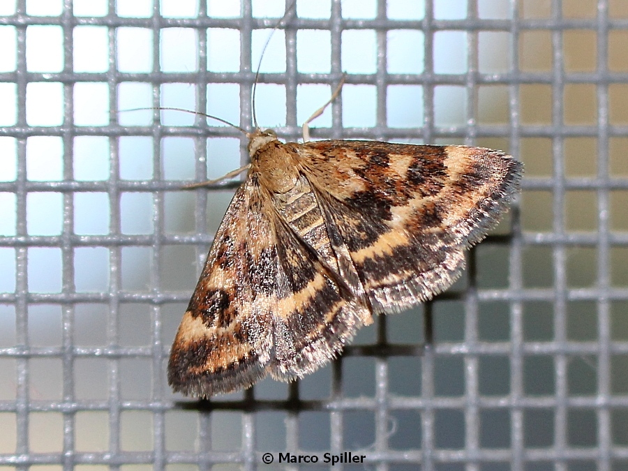 Falena da identificare - Pyrausta despicata, Crambidae